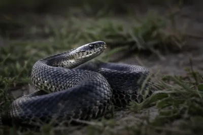 Illustration hissing - Image 1