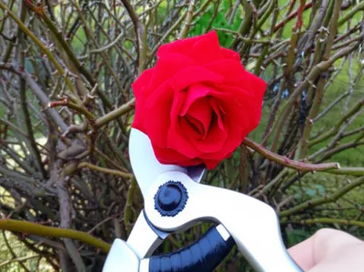 Illustration detaches - Image 1