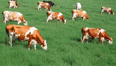 Illustration feeding - Image 1