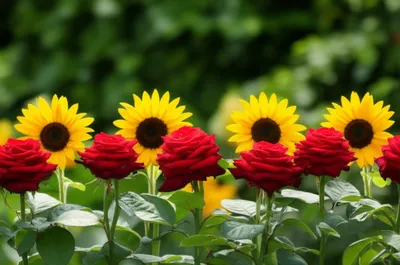 Illustration alternated - Image 1