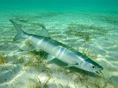Illustration bonefish - Image 1