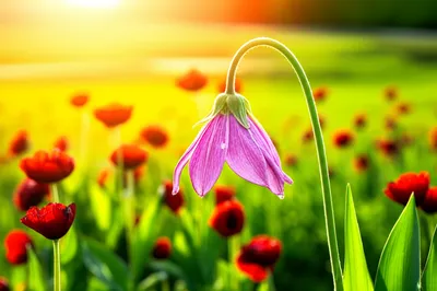 Illustration dislike