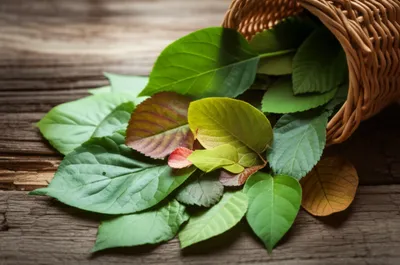 Illustration foliate - Image 1