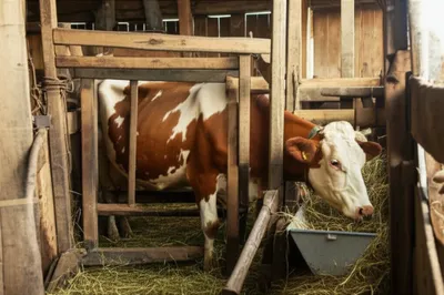 Illustration bails - Image 1