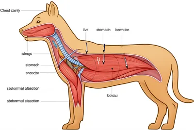 Illustration diaphragm