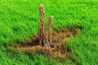 Illustration antibiosis - Image 1