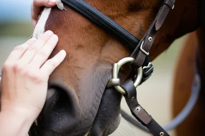 Illustration bit - Image 1