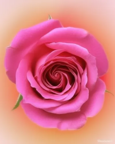 Illustration rosebud - Image 1