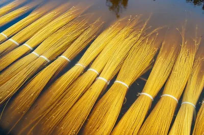 Illustration rotting - Image 1