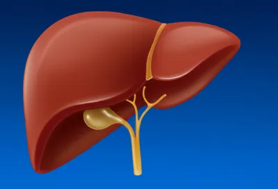Illustration hepatic - Image 1
