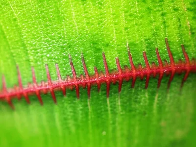 Illustration scarify - Image 1