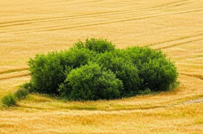 Illustration clumps - Image 1