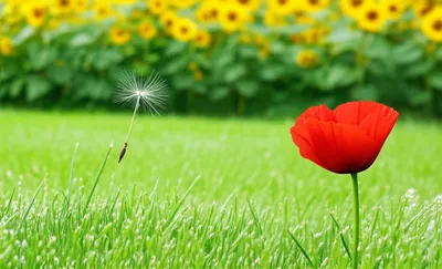 Illustration adventitious - Image 1