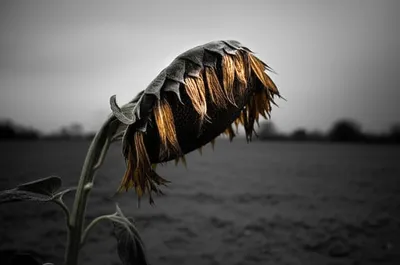 Illustration faintest - Image 1