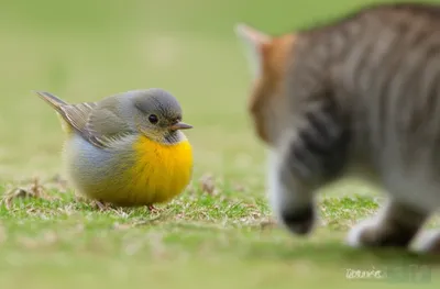 Illustration bluffs - Image 1