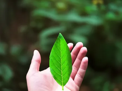 Illustration foliate - Image 1