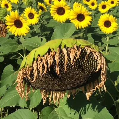 Illustration drooped - Image 1