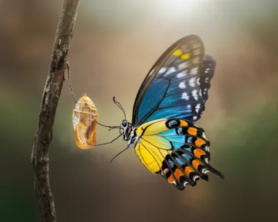 Illustration passed - Image 1