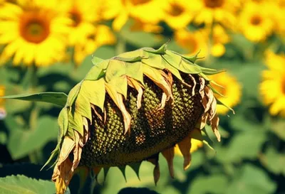 Illustration unfulfilled