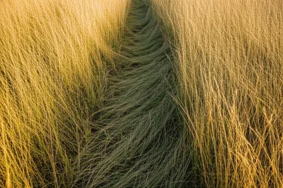 Illustration trailing - Image 1