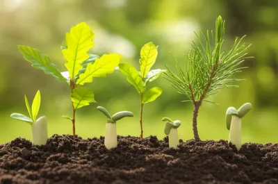 Illustration kinds - Image 1