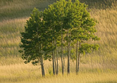 Illustration clump - Image 1