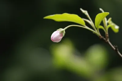 Illustration miscarry - Image 1