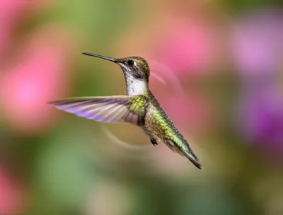 Illustration zooms - Image 1