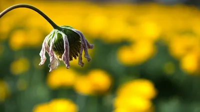 Illustration deferred - Image 1