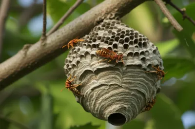 Illustration paper - Image 1