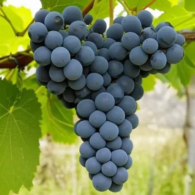 Illustration aggregate - Image 1