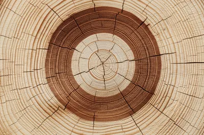 Illustration saps - Image 1