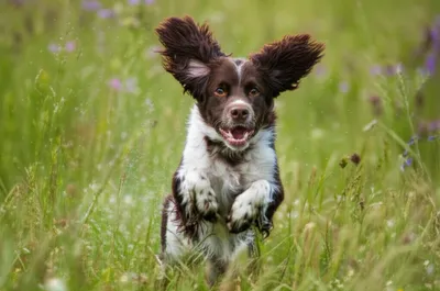 Illustration springers - Image 1