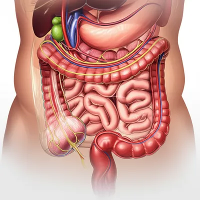 Illustration mesentery - Image 1