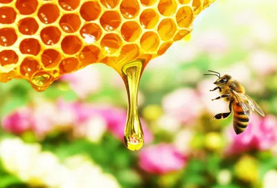 Illustration honeys - Image 1