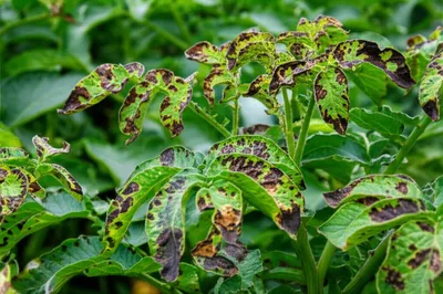 Illustration blotch - Image 1