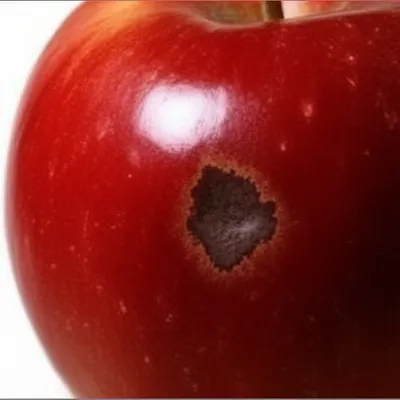 Illustration bruises - Image 1