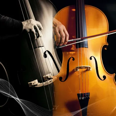 Illustration contrabass