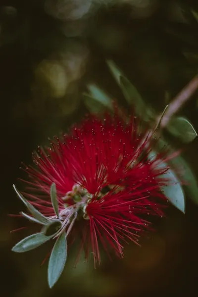 Hình ảnh minh họa bottlebrush - Ảnh 2