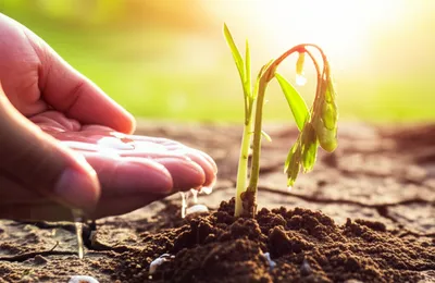 Hình ảnh minh họa rehabilitate - Ảnh 1