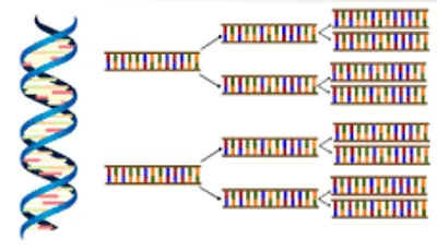 Illustration amplification - Image 3