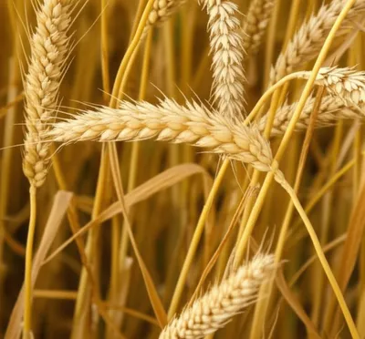 Illustration humbles - Image 1