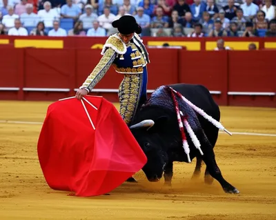 Illustration bullfighting