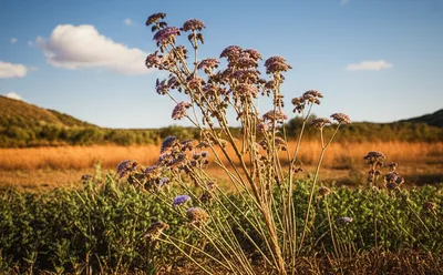 Illustration revitalised - Image 1