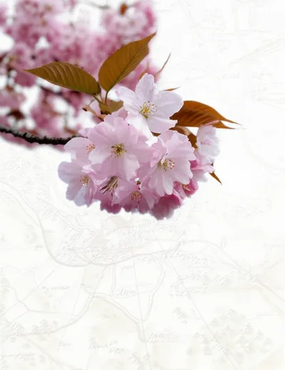 Illustration marking - Image 1