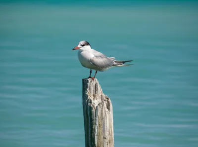 Illustration pearl - Image 1