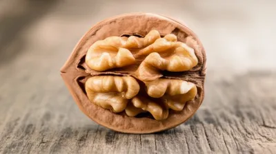 Illustration walnut - Image 1