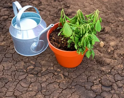 Illustration lacking - Image 1