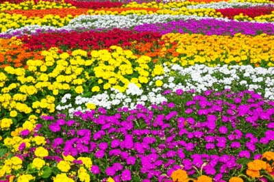 Illustration bedding - Image 1