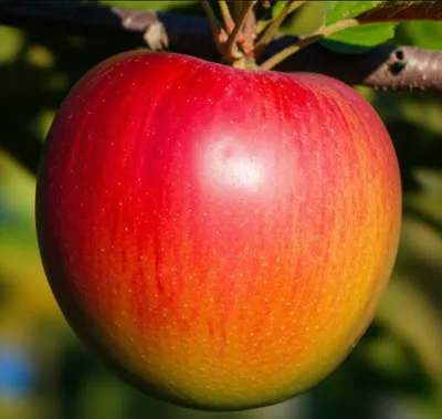 Illustration ripen - Image 1